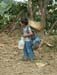 harvesting coffee